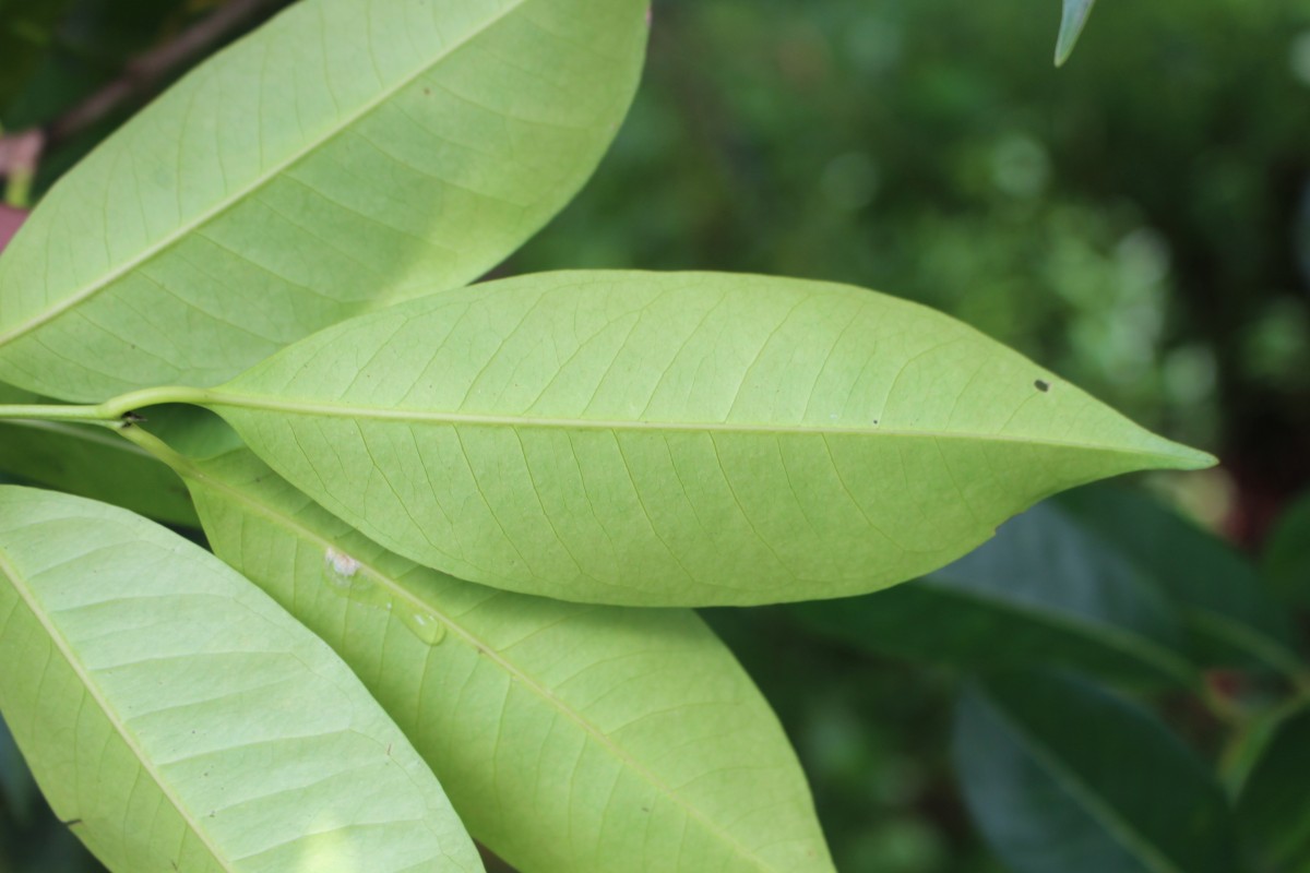 Syzygium nervosum A.Cunn. ex DC.